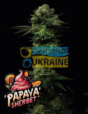 Papaya Sherbet Feminized, Fast Buds