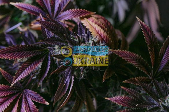 Purple Lobster feminized, Anesia Seeds