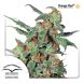 Orange Bud, Dutch Passion