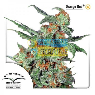 семена конопли сорт Orange Bud
