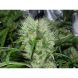 Orange Bud, Dutch Passion