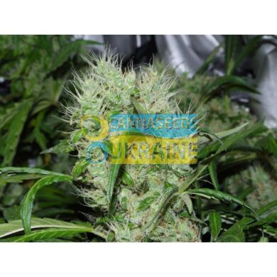 семена конопли сорт Orange Bud