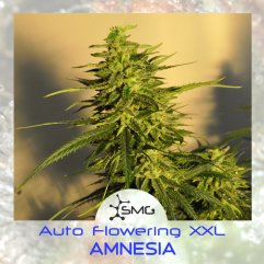 семена конопли сорт Auto Amnesia XXL feminized, SMGenetics