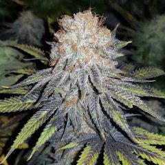 Fast Shadow Ladys feminized, семена поштучно