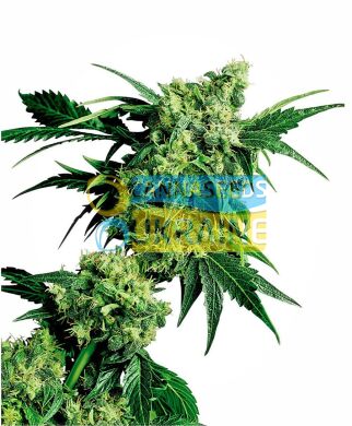 семена конопли сорт Mr. Nice G13 X Hash Plant® Seeds, Sensi Seeds