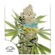 Auto Lemon Kix feminised, Dutch Passion