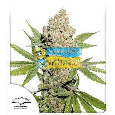 семена конопли сорт Auto Lemon Kix feminised, Dutch Passion