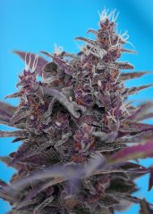 семена конопли сорт Auto Black Cream SWS37 feminized, Sweet Seeds