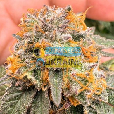 Auto Kingston Punch feminised, Dutch Passion