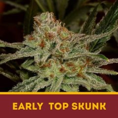 семена конопли сорт Early Top Skunk fem, Dutchbulk Seed Bank