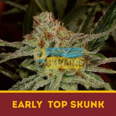 Early Top Skunk fem, Dutchbulk Seed Bank