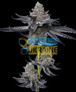 LFG Feminised, Barney's Farm