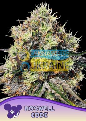 Roswell Code feminized, Anesia Seeds