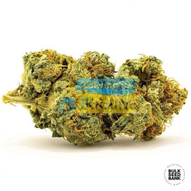 Auto Banana Monkey feminized