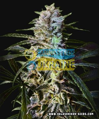 семена конопли сорт Auto Amur Gelato fem, Kalashnikov Seeds