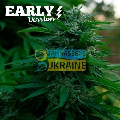 Early Version Lord Kush feminized, Delicious Seeds