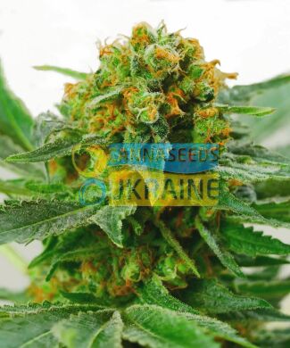 семена конопли сорт Jack Herer® Seeds, Sensi Seeds