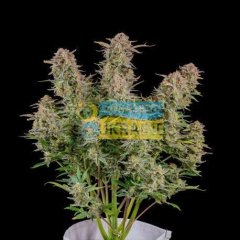 семена конопли сорт Auto Bruce Banner feminized, Fast Buds