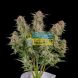 Auto Bruce Banner feminized, Fast Buds