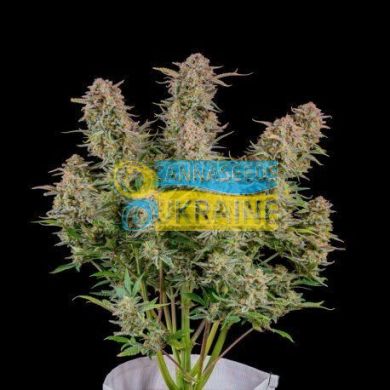 семена конопли сорт Auto Bruce Banner feminized, Fast Buds
