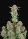 Auto Bruce Banner feminized, Fast Buds