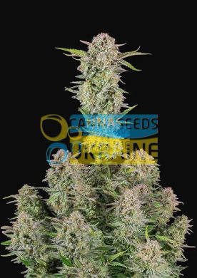 семена конопли сорт Auto Bruce Banner feminized, Fast Buds