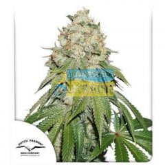 Banana Blaze feminised, Dutch Passion