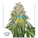 Banana Blaze feminised, Dutch Passion