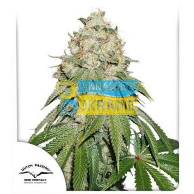 Banana Blaze feminised, Dutch Passion