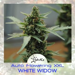 семена конопли сорт Auto White Widow XXL feminized, SMGenetics