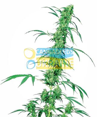 семена конопли сорт Fruity Juice® Seeds, Sensi Seeds