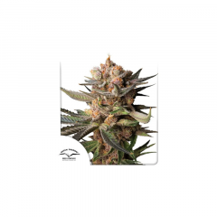 Auto Frozen Biscotti feminised, Dutch Passion