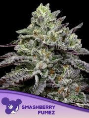 Smashberry Fumez feminized, Anesia Seeds