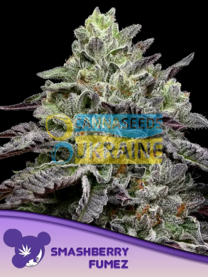 Smashberry Fumez feminized, Anesia Seeds