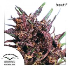 семена конопли сорт Purple №1, Dutch Passion
