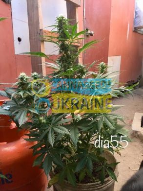 Auto Critical Jack Herer feminized, Delicious Seeds