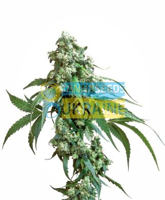 семена конопли сорт Jack Flash&reg; Seeds, Sensi Seeds