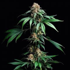 Mendo Breath feminized, Barney's Farm