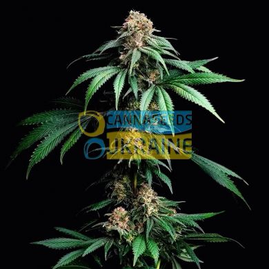 семена конопли сорт Mendo Breath feminized, Barney's Farm