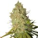Special Kush 1 feminized, Royal Queen Seeds