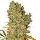 Special Kush 1 feminized, Royal Queen Seeds