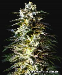 семена конопли сорт Auto Bruce Killer fem, Kalashnikov Seeds