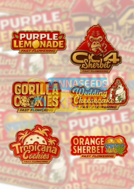 семена конопли сорт Fast F Mix Pack feminized, Fast Buds