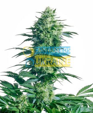 семена конопли сорт Mother's Finest® Seeds, Sensi Seeds