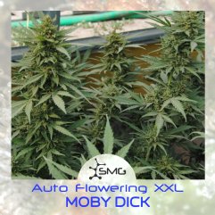 семена конопли сорт Auto Moby Dick XXL feminized