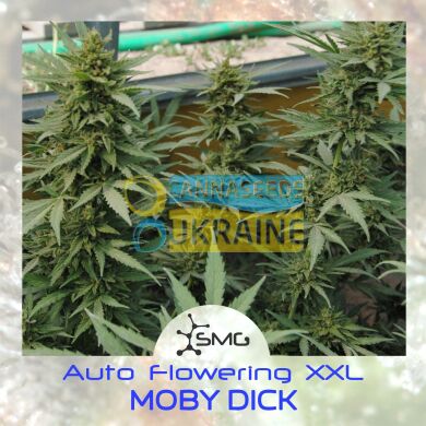 семена конопли сорт Auto Moby Dick XXL feminized
