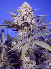 Auto Pineapple Slush XL SWS114 feminized, Sweet Seeds