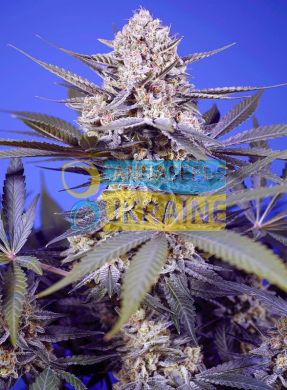 Auto Pineapple Slush XL SWS114 feminized, Sweet Seeds