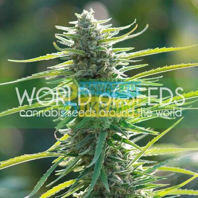 Colombian Gold feminized, World of Seeds