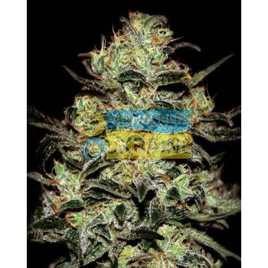 Moby Dick Feminised, Green House Seeds
